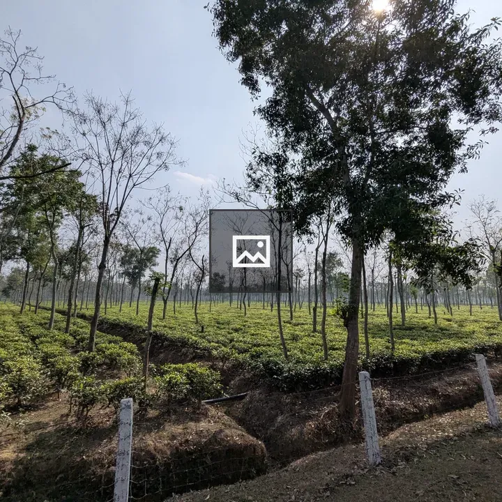 Finley Tea Garden Rows