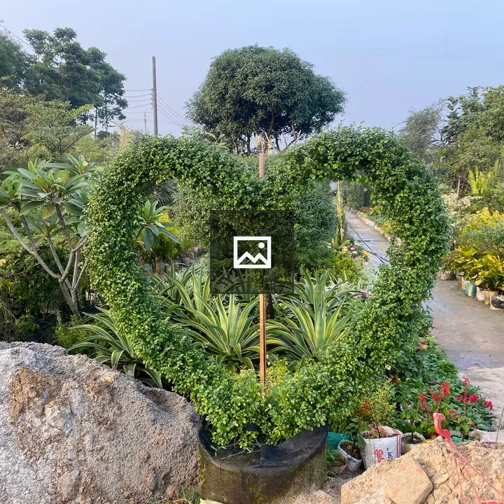 Heart-shaped hedge in garden