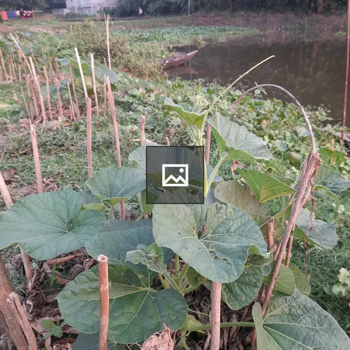 Young green plants beside wooden stakes