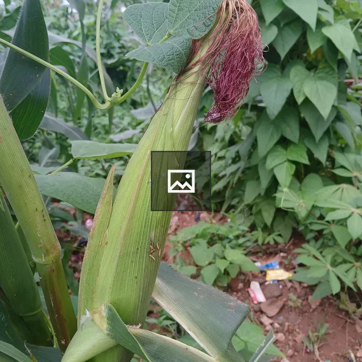 Unripe corn ear close-up