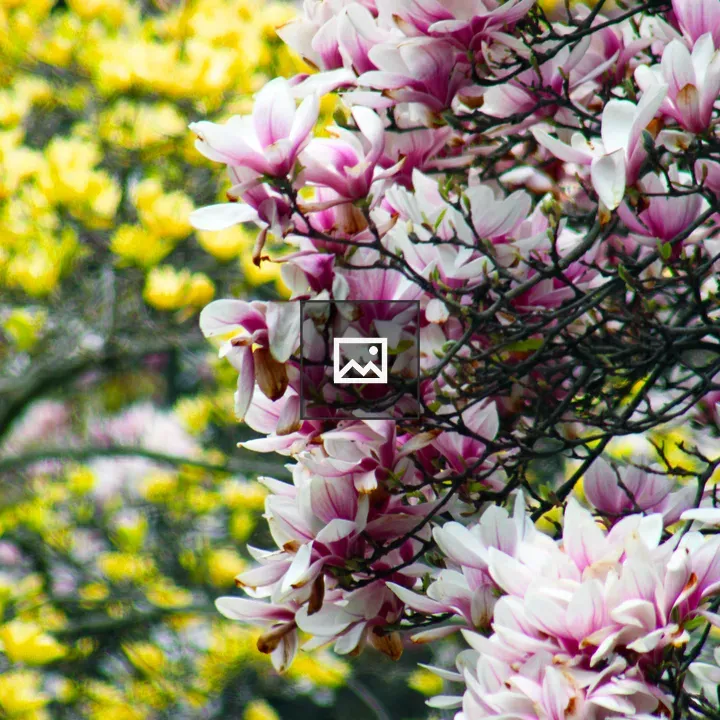 Pink and White Magnolia Flowers
