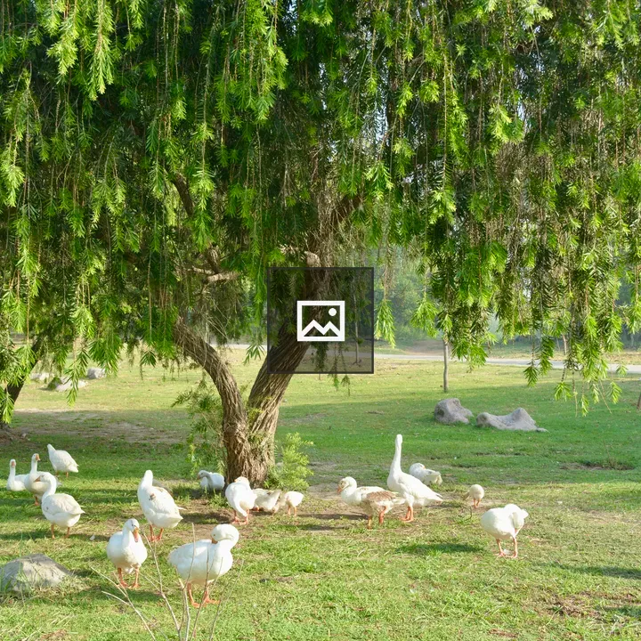 Geese Resting Under Green Branches
