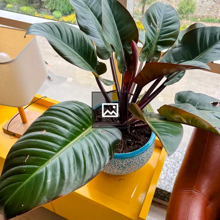 Philodendron on Yellow Table