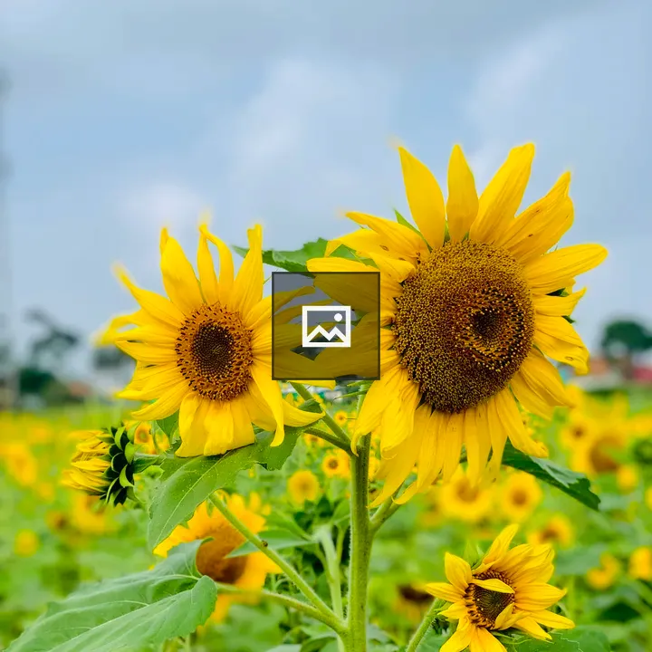Sunflowers in a Garden