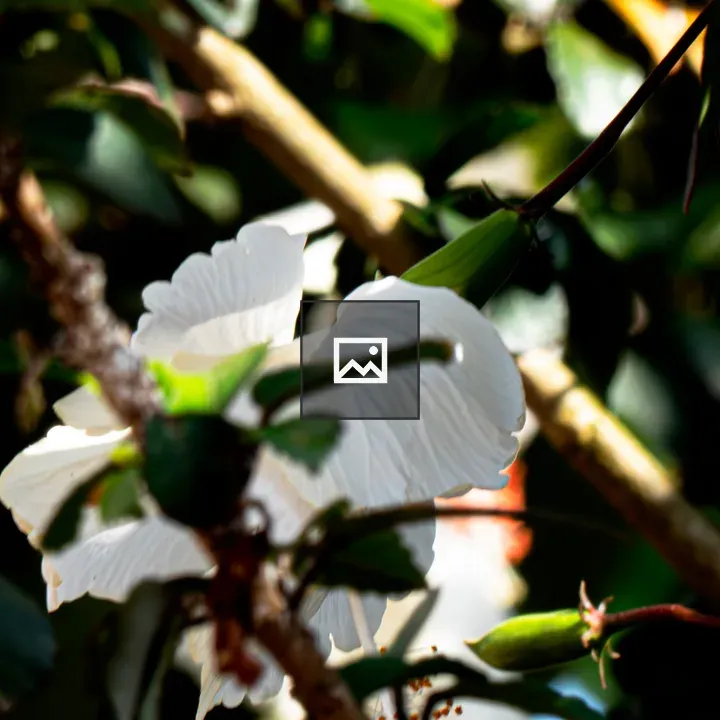 White hibiscus among green leaves