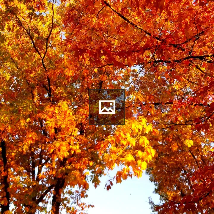 Fall Trees with Street Lamp