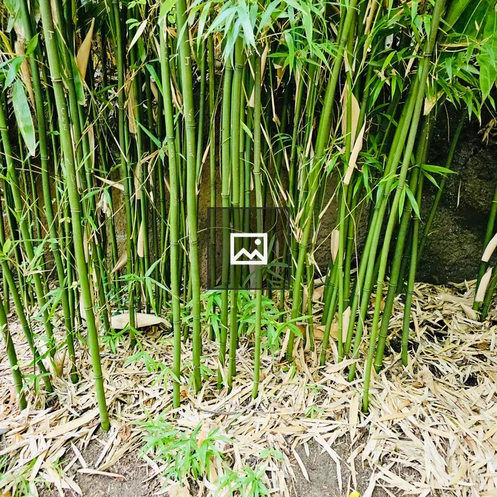 Tall bamboo stems close together