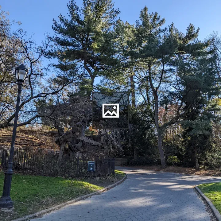 Tree-lined Path in Prospect Park
