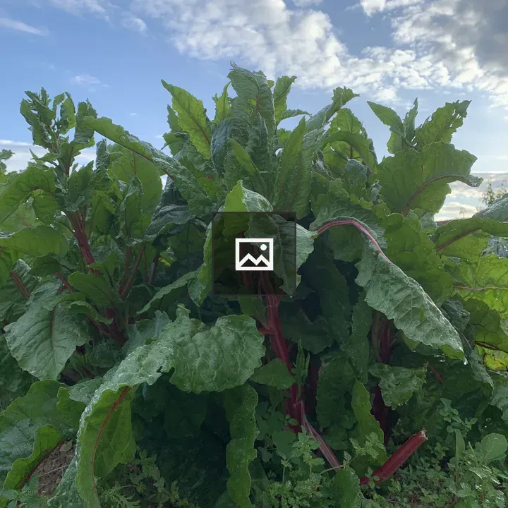 Chard in the Vegetable Garden