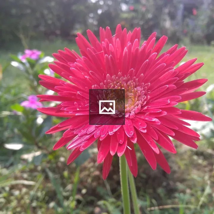 Barberton Daisy Flower
