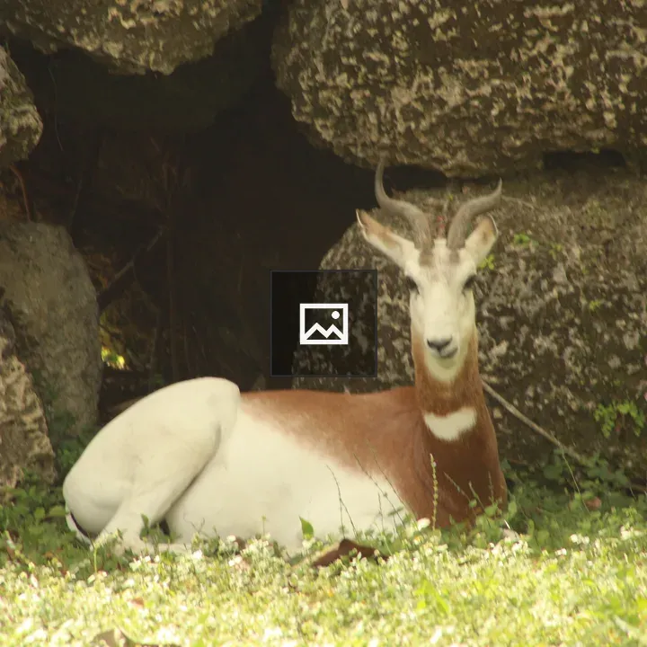 Antelope on Green Grass