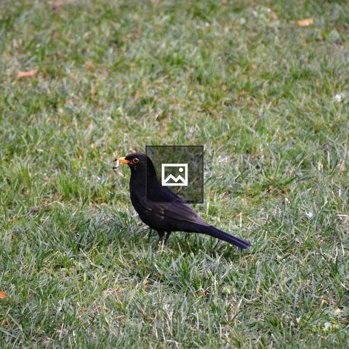 Common Blackbird eating earthworm