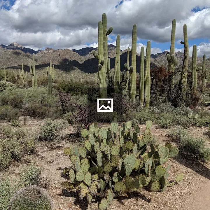 Sajuaro Cacti Along Desert Path