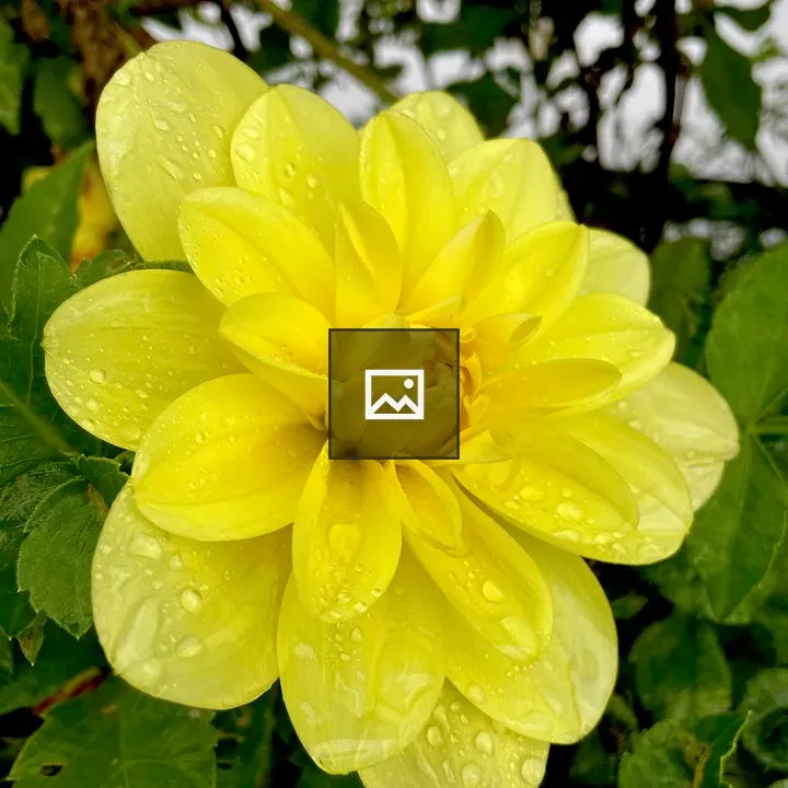 Dahlia Flower After Drizzle