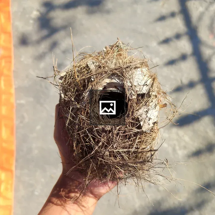 Person with Bird's Nest