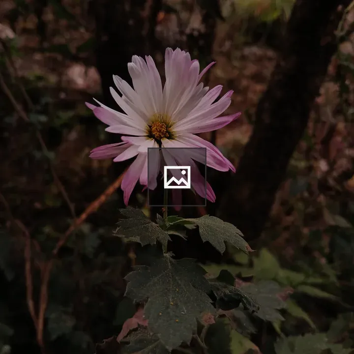 White-pink Petaled Flower