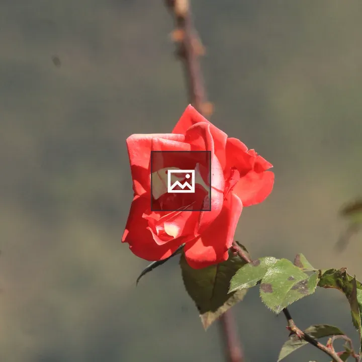 Red Rose on Thin Branch