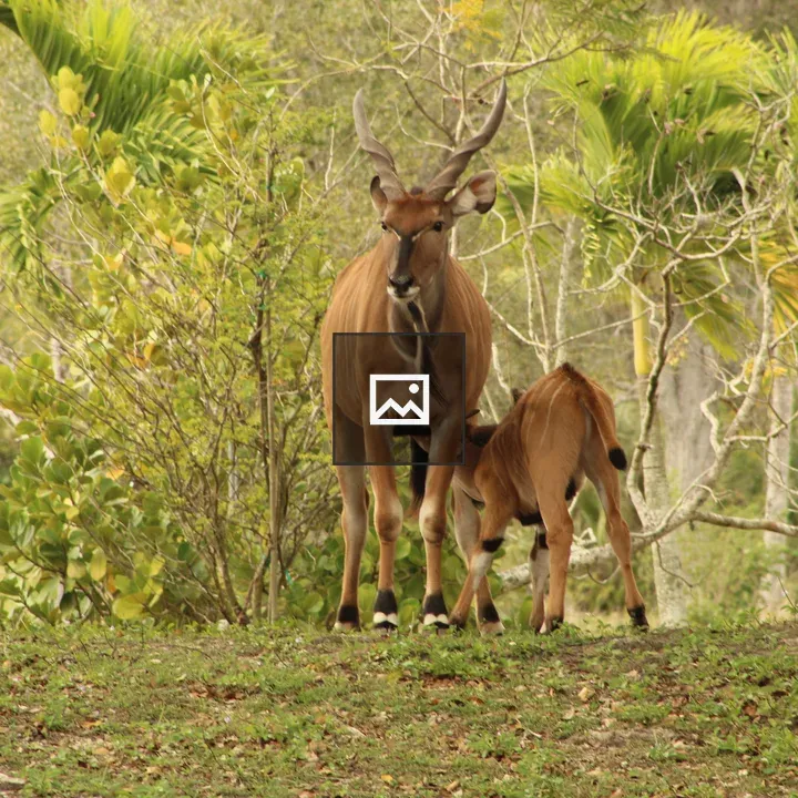 Mother antelope with calf