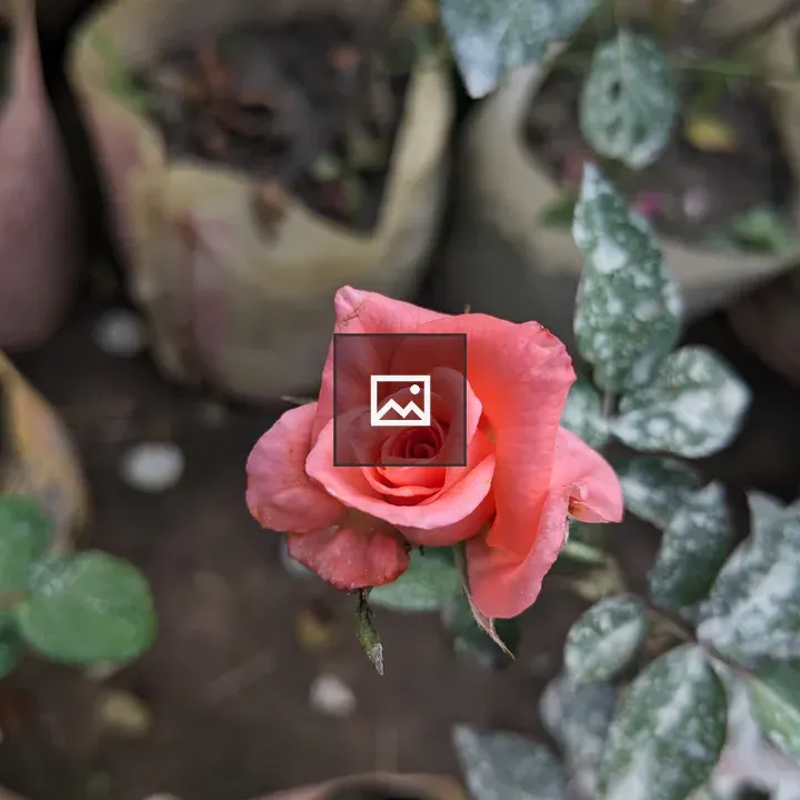 Pink Rose in Portrait