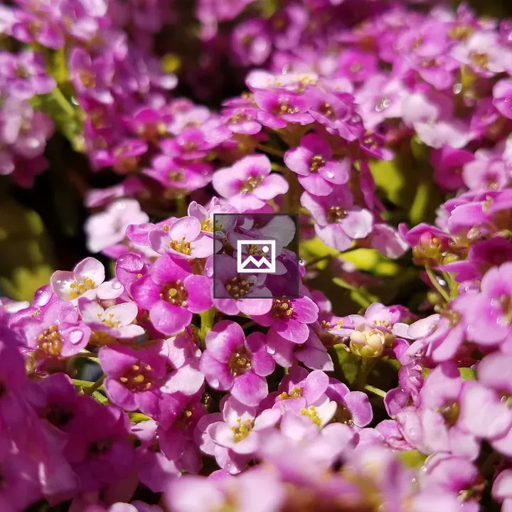 Sweet alyssum with water droplets