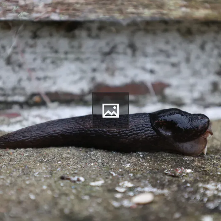 Slug Side Profile on Window Sill