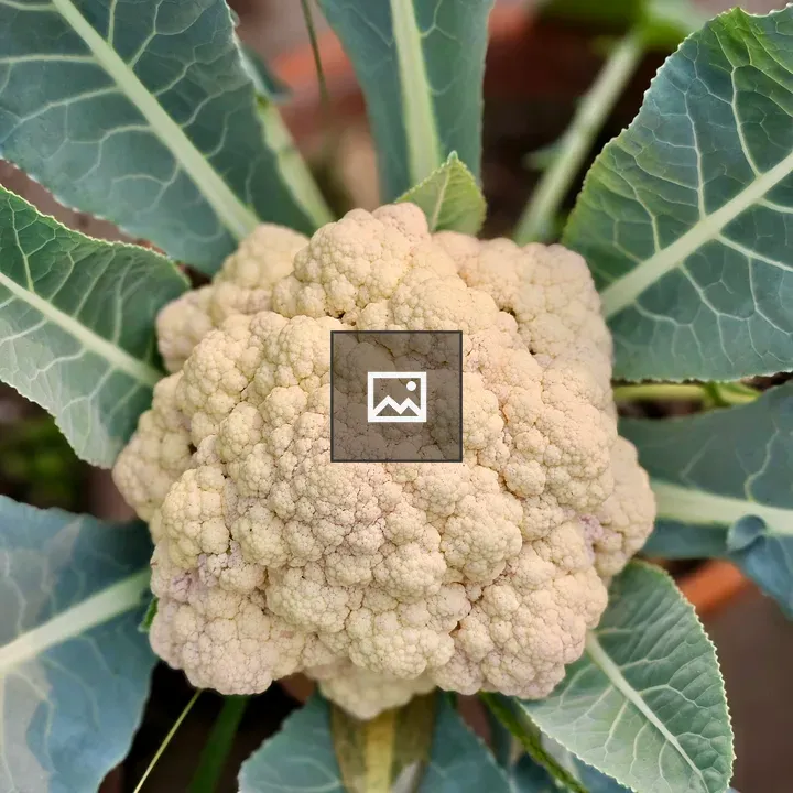 Cauliflower close-up in garden