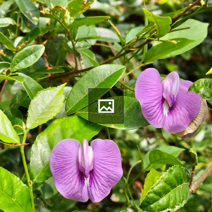 Butterfly pea blossoms