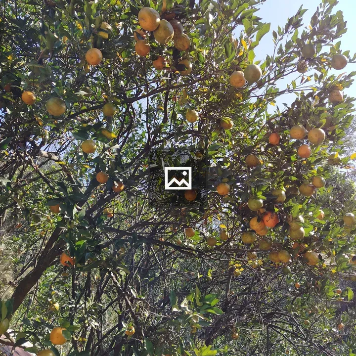 Orange tree with blue sky