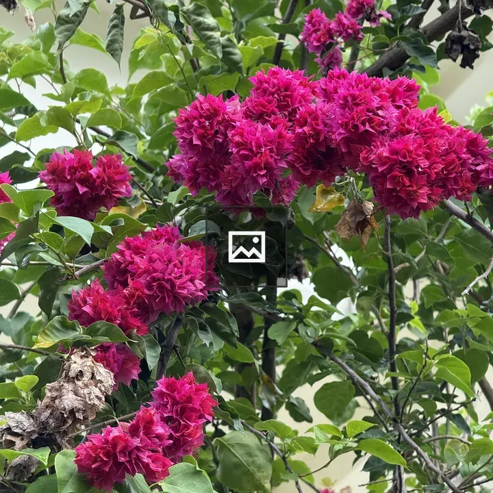 Bougainvillea cluster in green leaves