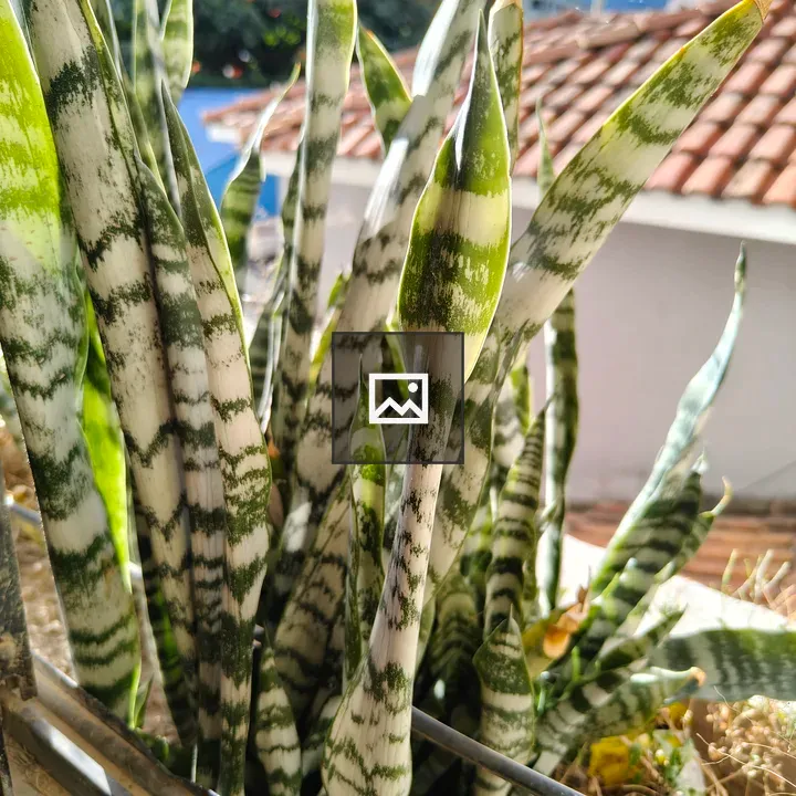 Snake plant in sunlight