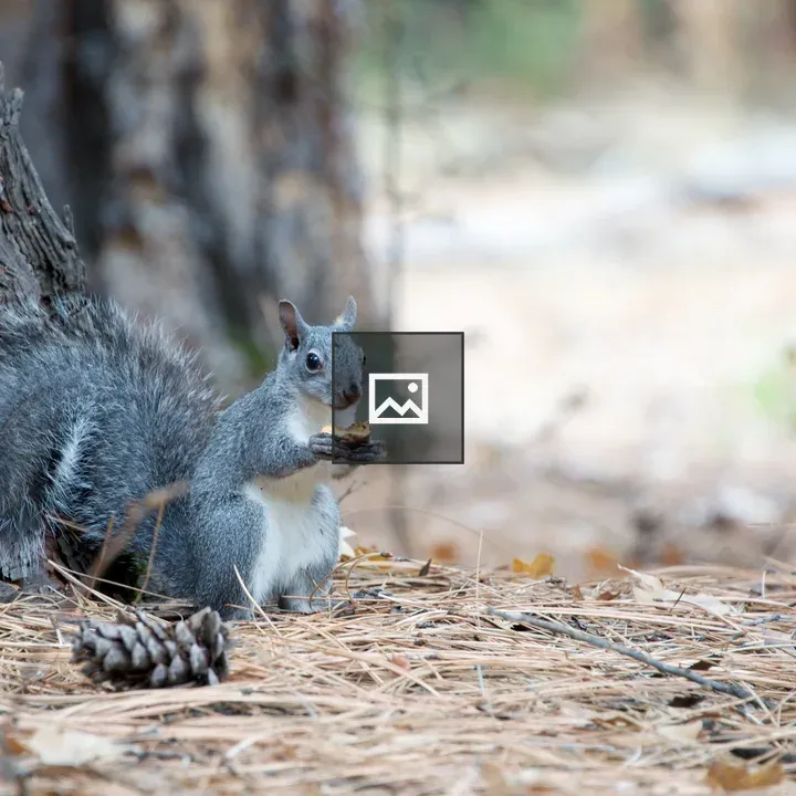Squirrel in Yosemite
