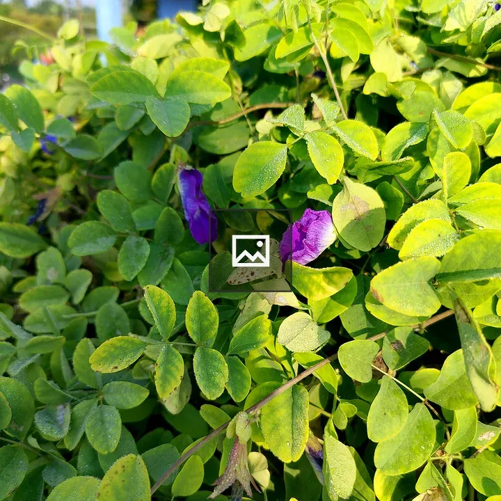 Close-up Green Leaves with Purple Flowers