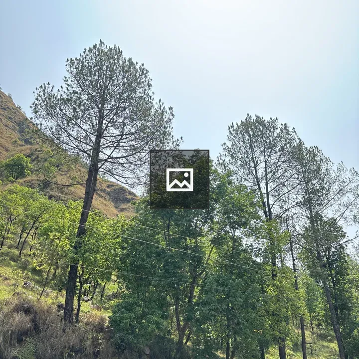 Tall pine trees landscape