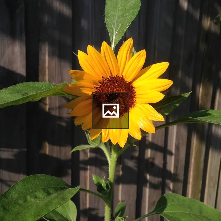 Sunflower Portrait by Fence