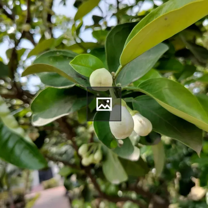 White Buds on Green Leaves