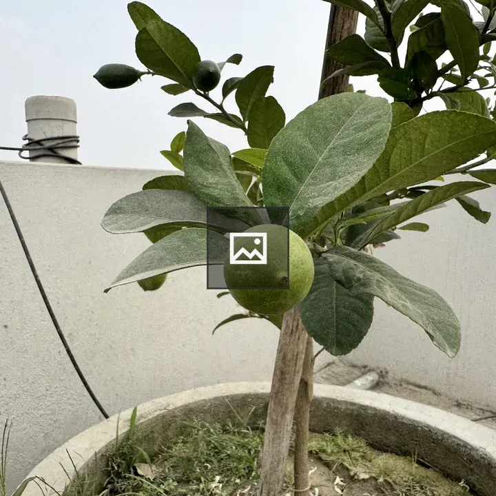 Lemon tree in rooftop planter