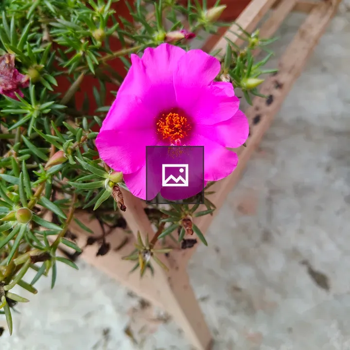 Pink flower with yellow center