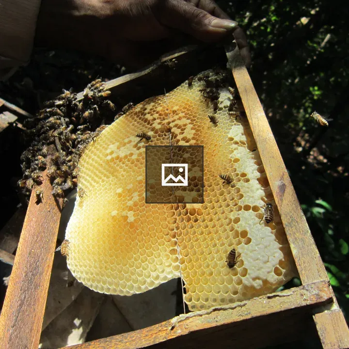 Honeycomb with Bees in Frame