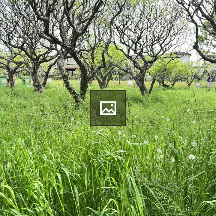 Garden of Plum Tress