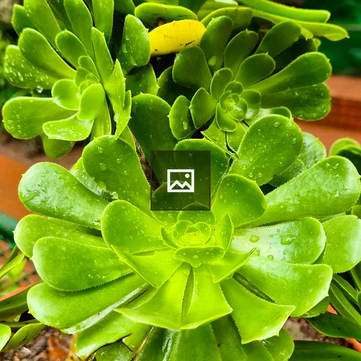 Aeonium plant close-up