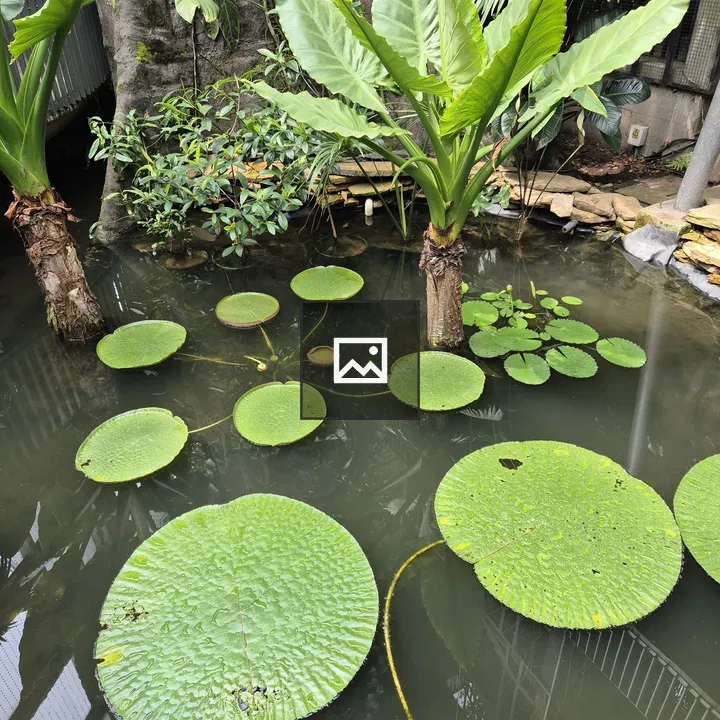 Pond with Green Lily Leaves