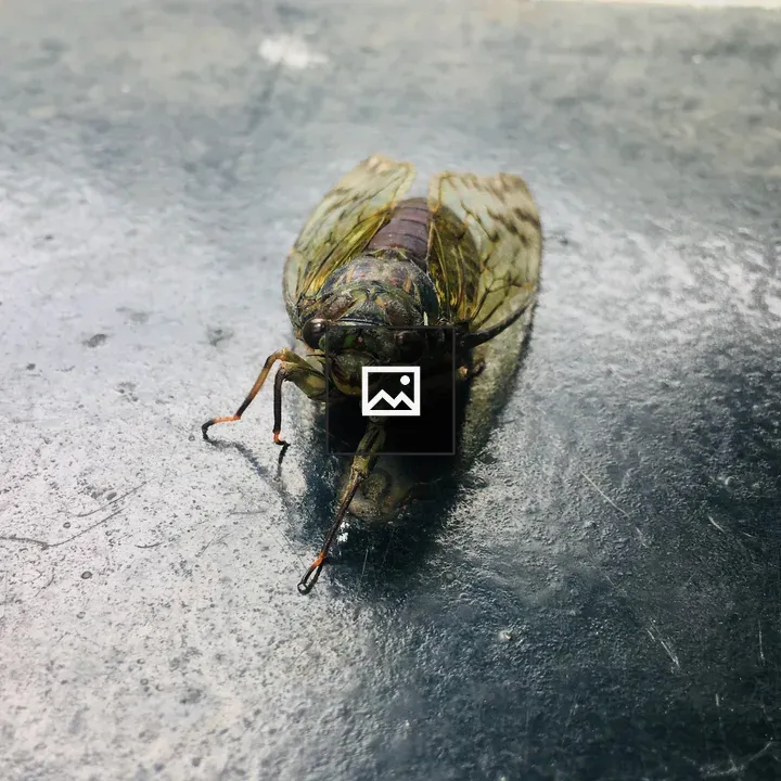 Cicada Close-Up