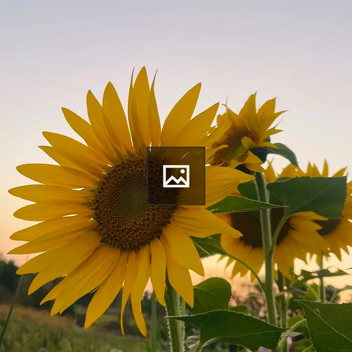 Sunflower close-up