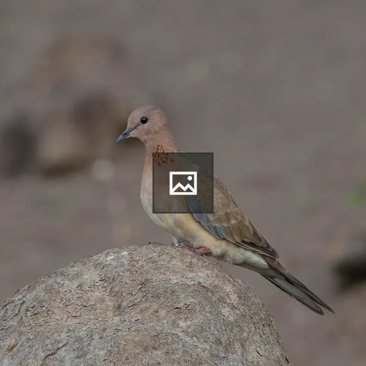 Laughing dove on rock