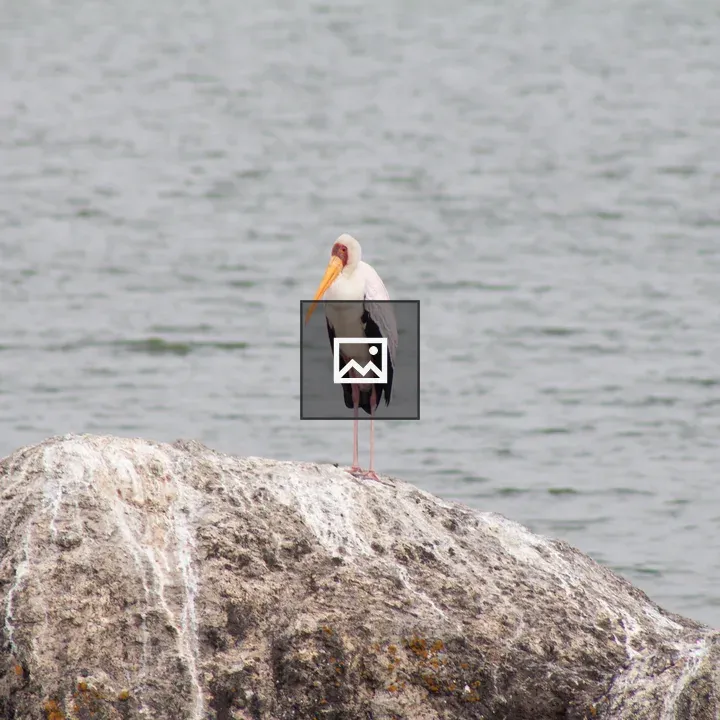 Bird on Rock by Water's Edge