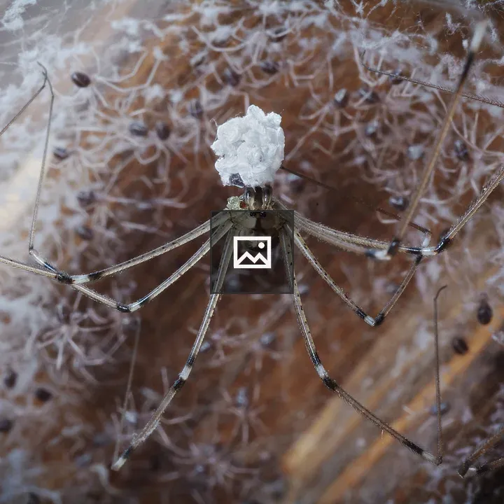 Mother spider with egg sacs