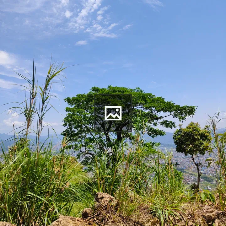 Hillside View with Green Tree