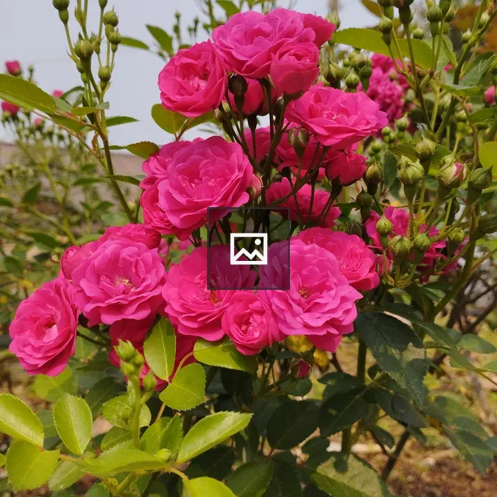 Pink roses cluster