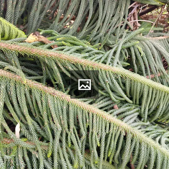 Close-up of green conifer foliage