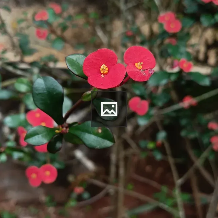 Euphorbia flower close-up